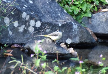 海津市ハリヨ公園のキセキレイ