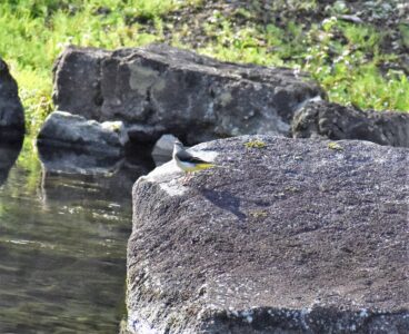 海津市ハリヨ公園のキセキレイ