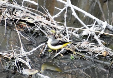 宝川土手下の用水路で