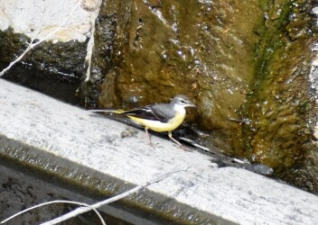 宝川土手下の用水路で