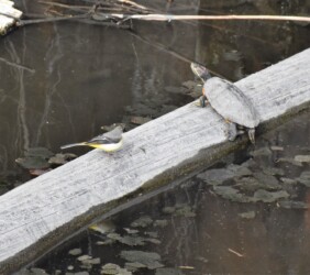 宝川土手下の用水路で