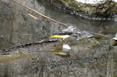 宝川土手下の用水路で