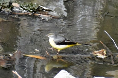 宝川土手下の用水路で