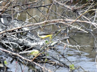 宝川土手下の用水路で