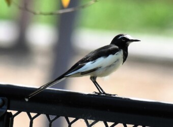 セグロセキレイ