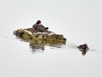 巣の上の親とヒナ