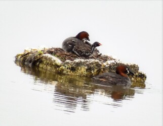 巣の上の親とヒナ
