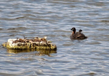 親の背中のヒナ