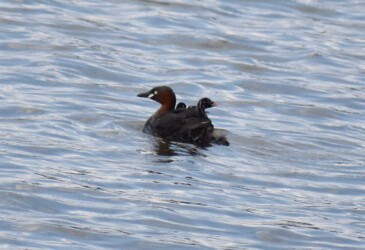 親の背中のヒナ