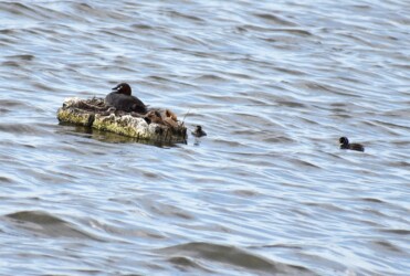 巣の周りで泳ぐヒナ
