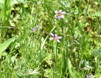 薄赤紫色のニワゼキショウ