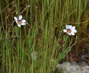 白いニワゼキショウ