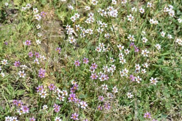 色が混在したニワゼキショウ