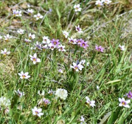色が混在したニワゼキショウ