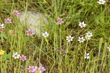 色が混在したニワゼキショウ