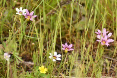 色が混在したニワゼキショウ