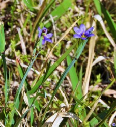 青色のニワゼキショウ 突然変異か?