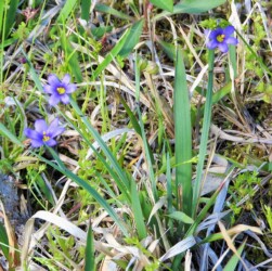 青色のニワゼキショウ 突然変異か?