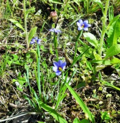 青色のニワゼキショウ 突然変異か?