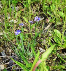青色のニワゼキショウ 突然変異か?