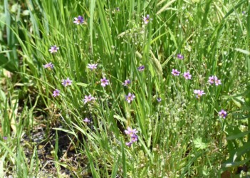 薄赤紫色のニワゼキショウ