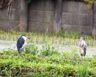 用水路の土手にいるゴイサギ