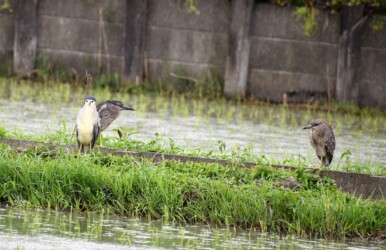 用水路の土手にいるゴイサギ