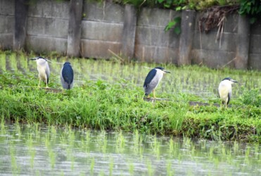 用水路の土手にいるゴイサギ