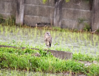 用水路の土手にいるゴイサギ