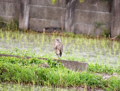 用水路の土手にいるゴイサギ