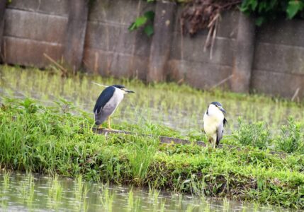 用水路の土手にいるゴイサギ