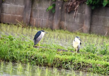 用水路の土手にいるゴイサギ