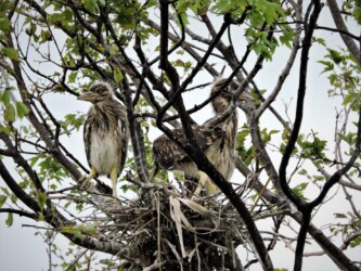 数年前に撮ったゴイサギの巣