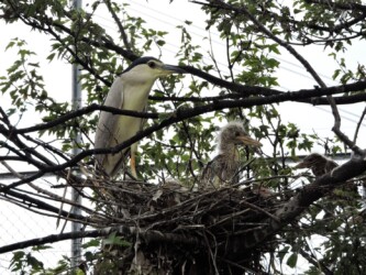 数年前に撮ったゴイサギの巣