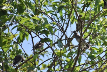 ヤマグワの実を食べようとするムクドリ