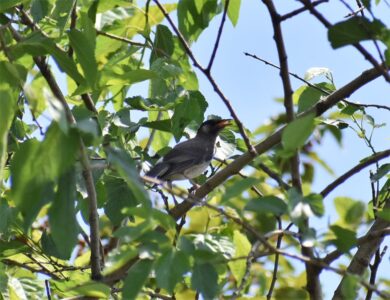 ヤマグワの実を食べようとするムクドリ