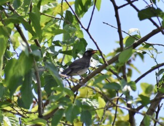 ヤマグワの実を食べようとするムクドリ