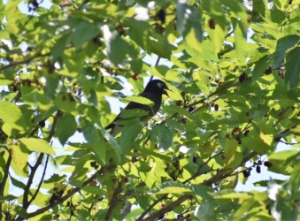 ヤマグワの実を食べようとするムクドリ