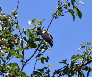 ヤマグワの実を食べようとするムクドリ