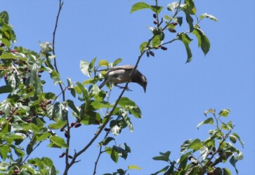 ヤマグワの実を食べようとするムクドリ