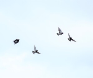 飛翔するムクドリ