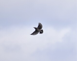 飛翔するムクドリ