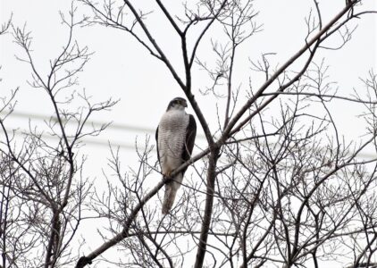 オオタカの成鳥