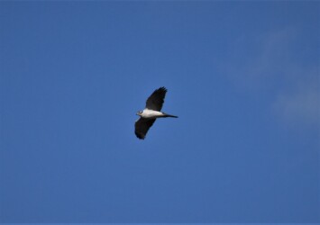 オオタカの成鳥