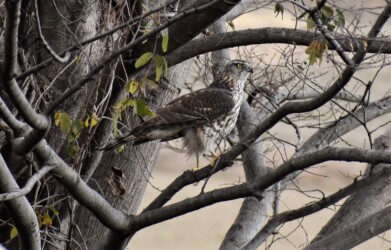 オオタカの幼鳥