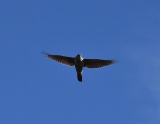 飛翔中のオオタカの幼鳥