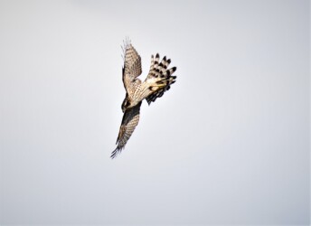 飛翔中のオオタカの幼鳥