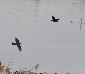 オオタカを追いかけるカラス