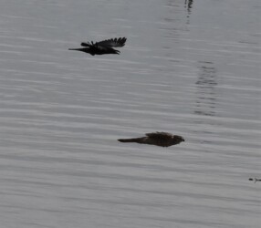 オオタカを追いかけるカラス