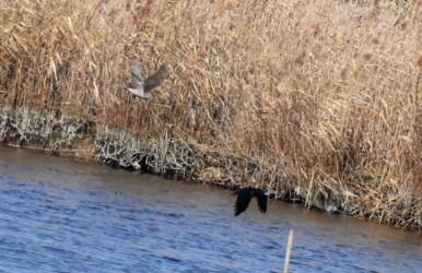 カラスを追いかけるオオタカの幼鳥